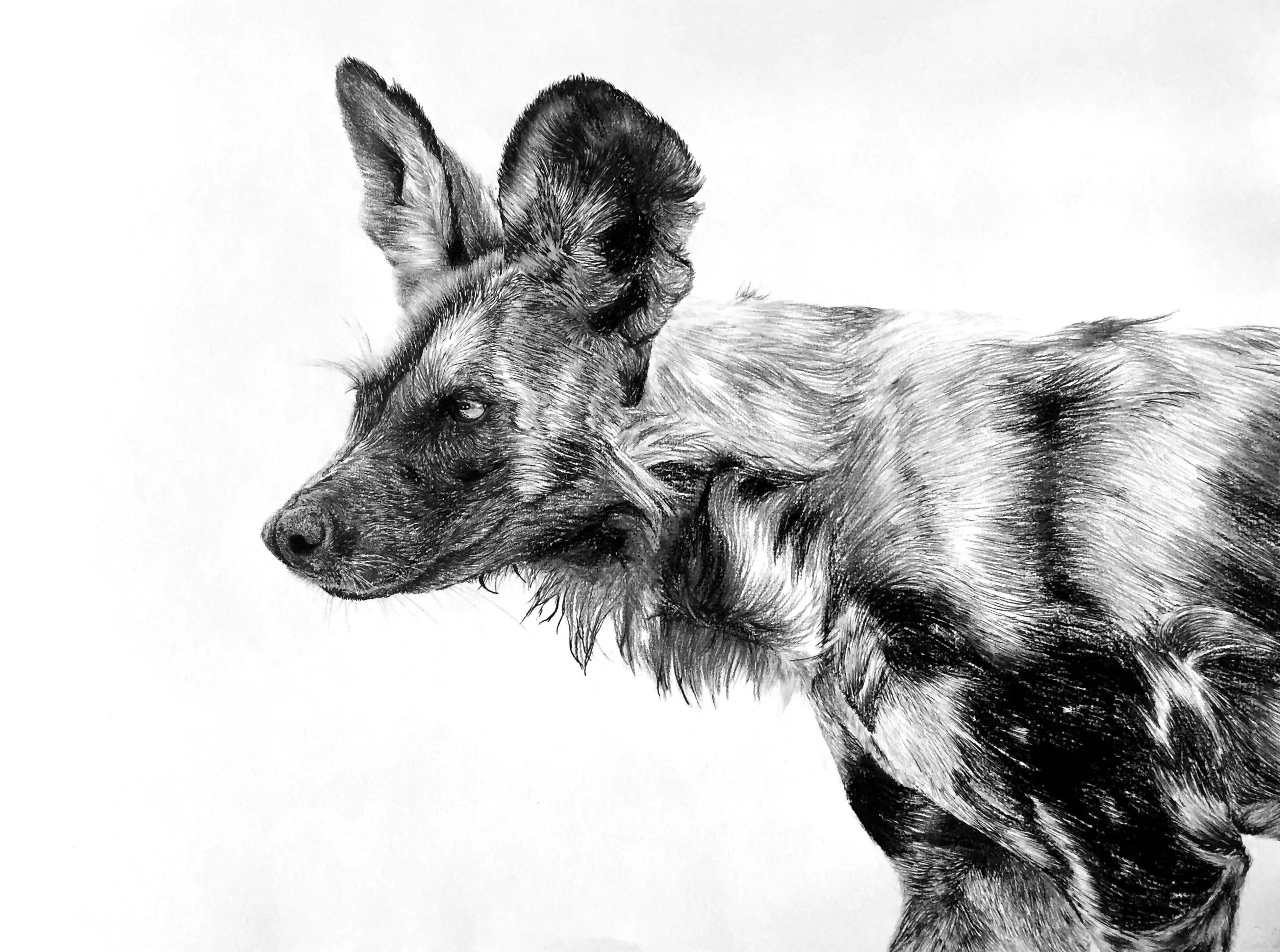 Painted Wolf