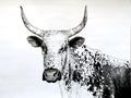 Nguni